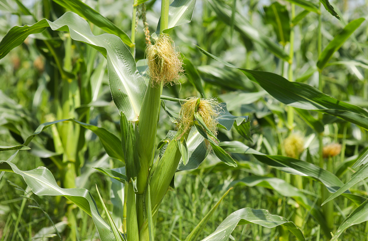 Почти 70 тысяч гектаров кукурузы посеяли в Приморье.