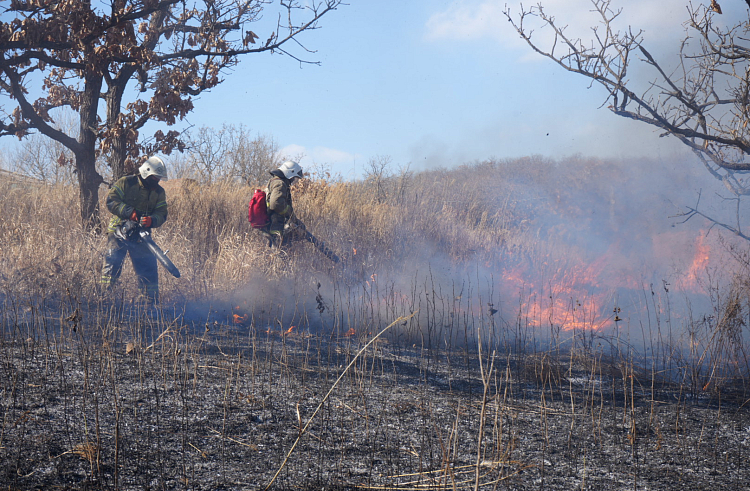 Шесть природных пожаров ликвидировали в Приморье.
